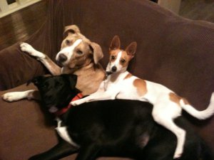 Barney165730_816338958191_650073_n