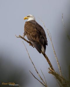 eagle1970647_10201741368512184_283370718_n