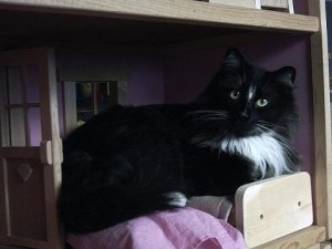 Cat-Asleep-in-Dollhouse