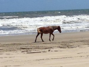 beach-bound-maverick