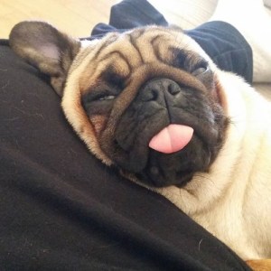 pug,tumblr_ntn1fv1G7N1tl922oo1_500