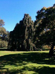 IMG_20151015_130732-1