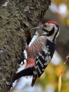 whitebacked_woodpecker_img_0166c