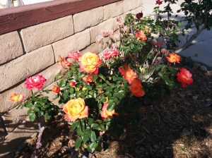 rosesIMG_20160327_161331