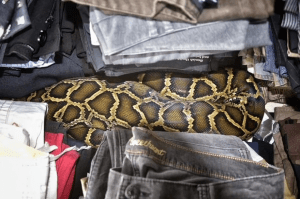 snake-florida-flea-market-shopper-finds-8-foot-python-old-clothes-2015-09-29_15-36-54-880x586
