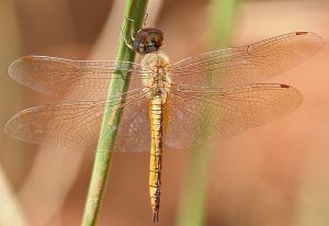 dragonfly-species-may-be-the-longest-distance-flier-out-there