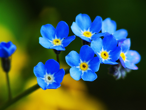 Forget-Me-Nots | Devotions By Jan