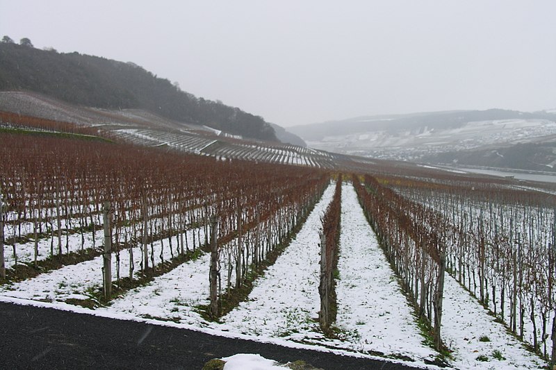 This image has an empty alt attribute; its file name is frozen_vineyard_in_luxembourg.jpeg